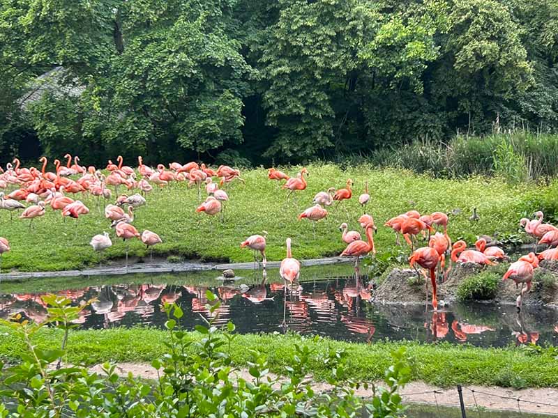 WKK31 im Tierpark