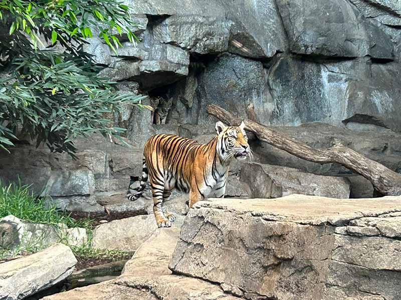 WKK31 im Tierpark