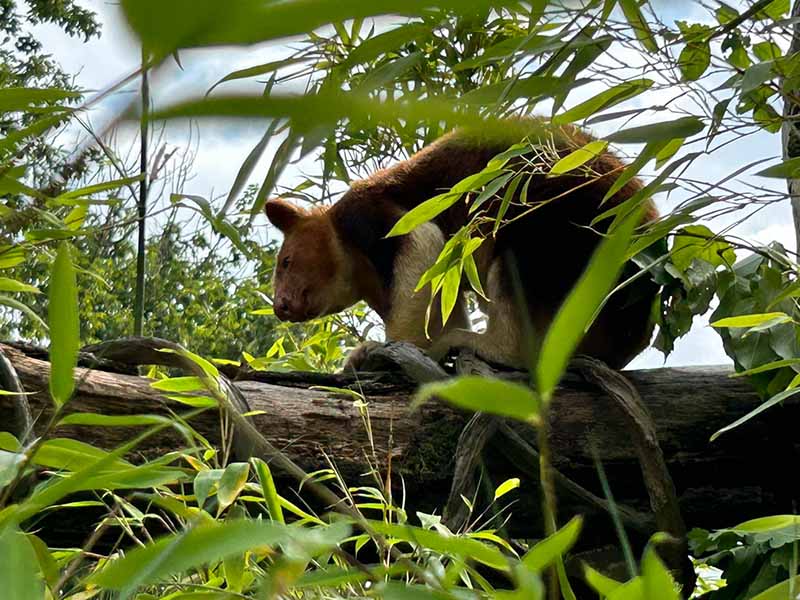 WKK31 im Tierpark