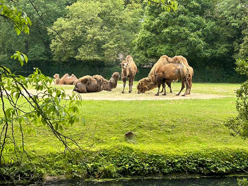 WKK31 im Tierpark
