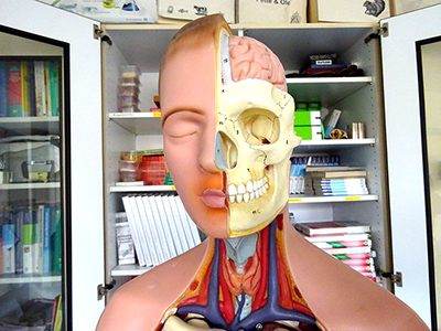 anatomie modell s