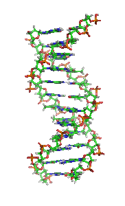 Strukturmodell einer DNA-Helix